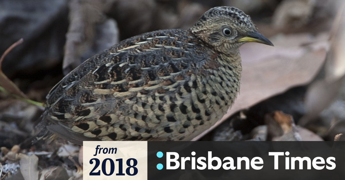 Queensland prisoners busted keeping reptiles and a bird as pets